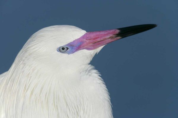 FL, Little Estero Lagoon Reddish egret